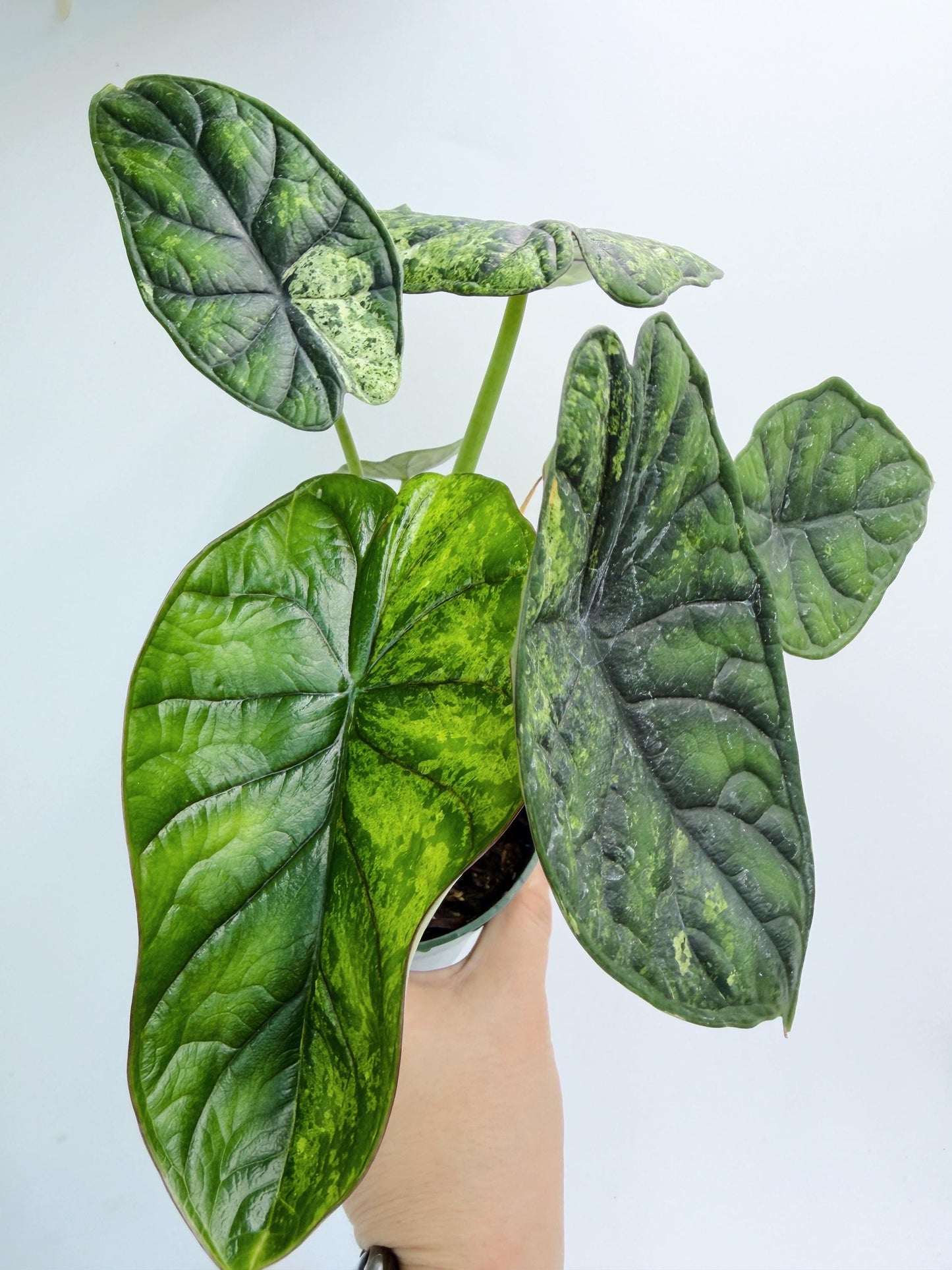 Alocasia Dragon Scale Mint