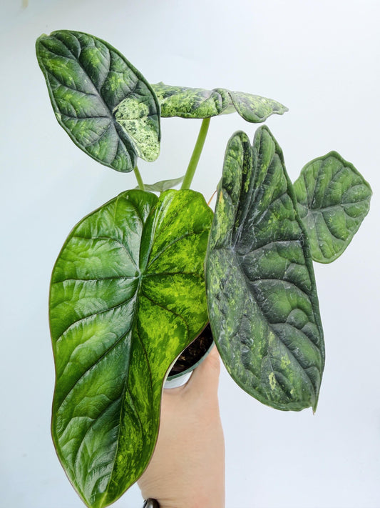 Alocasia Dragon Scale Mint