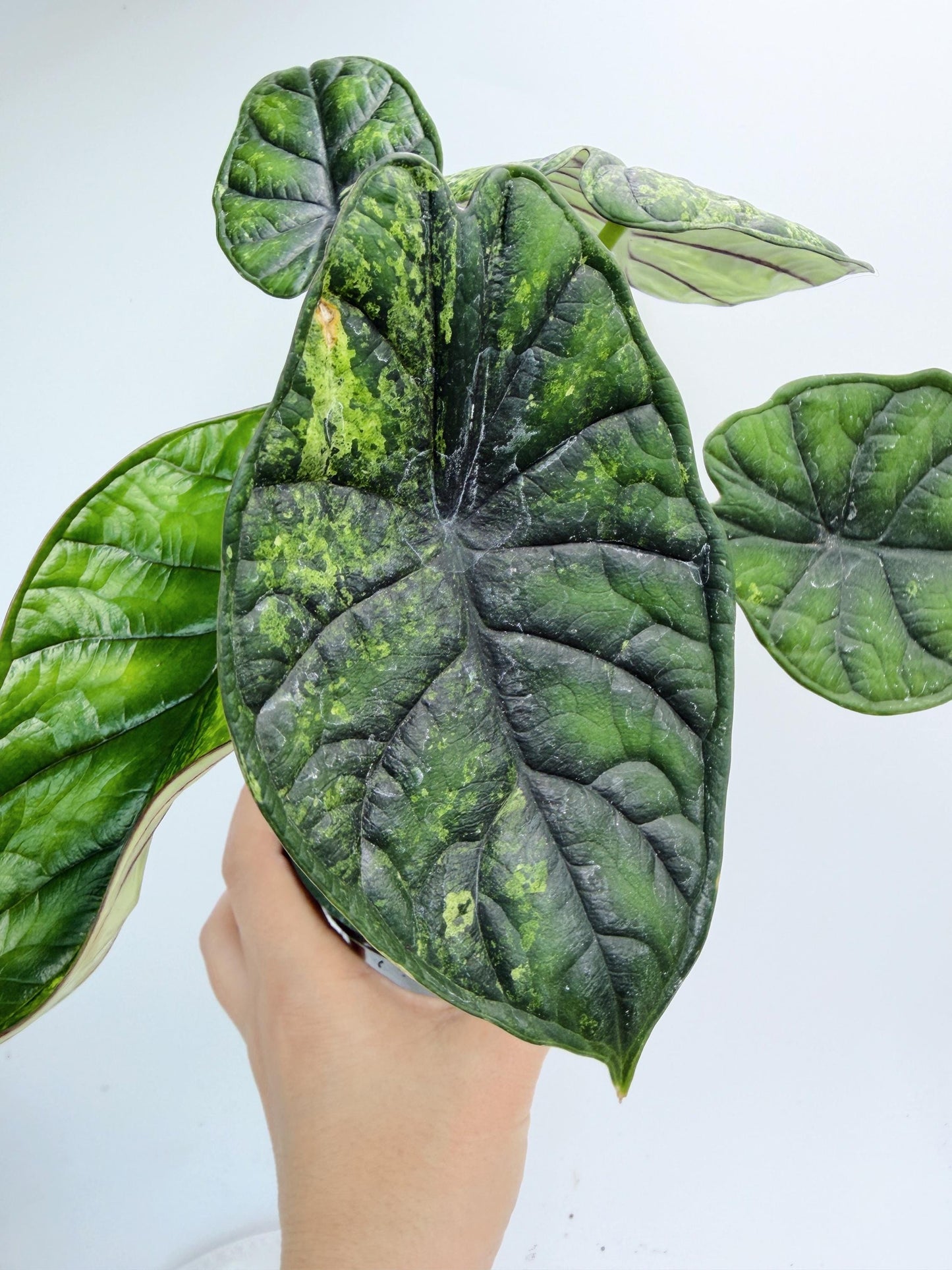 Alocasia Dragon Scale Mint