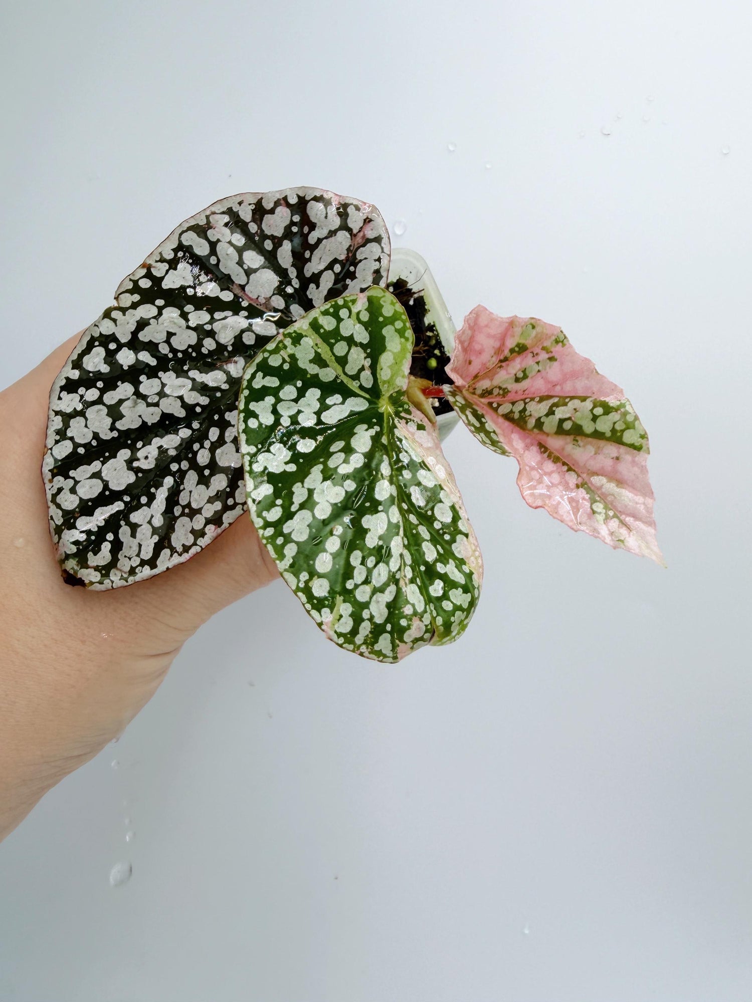 Begonia Snow Capped Variegated