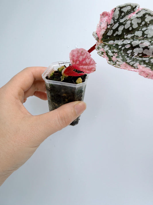 Begonia Snow Capped Variegated