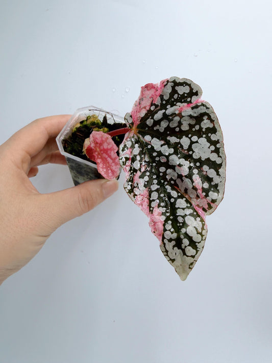 Begonia Snow Capped Variegated