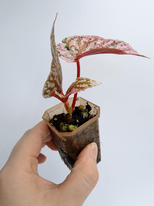 Begonia Snow Capped Variegated