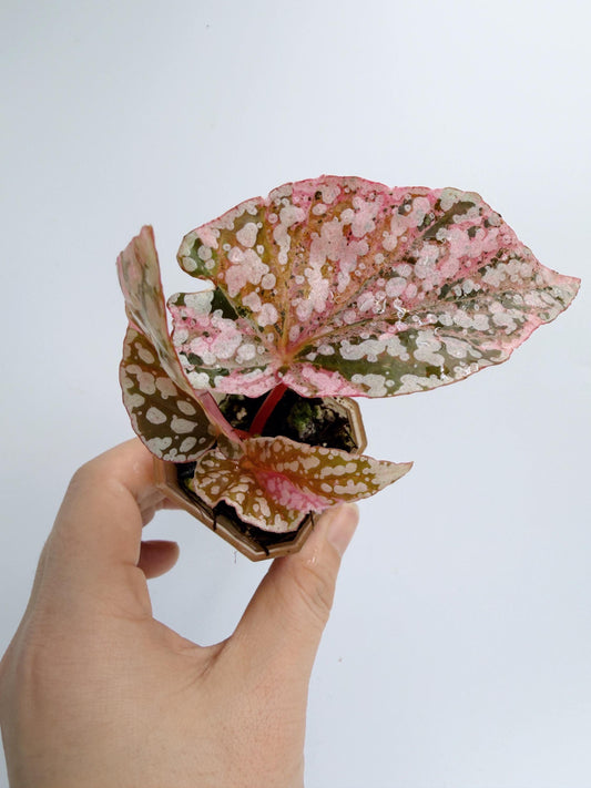 Begonia Snow Capped Variegated