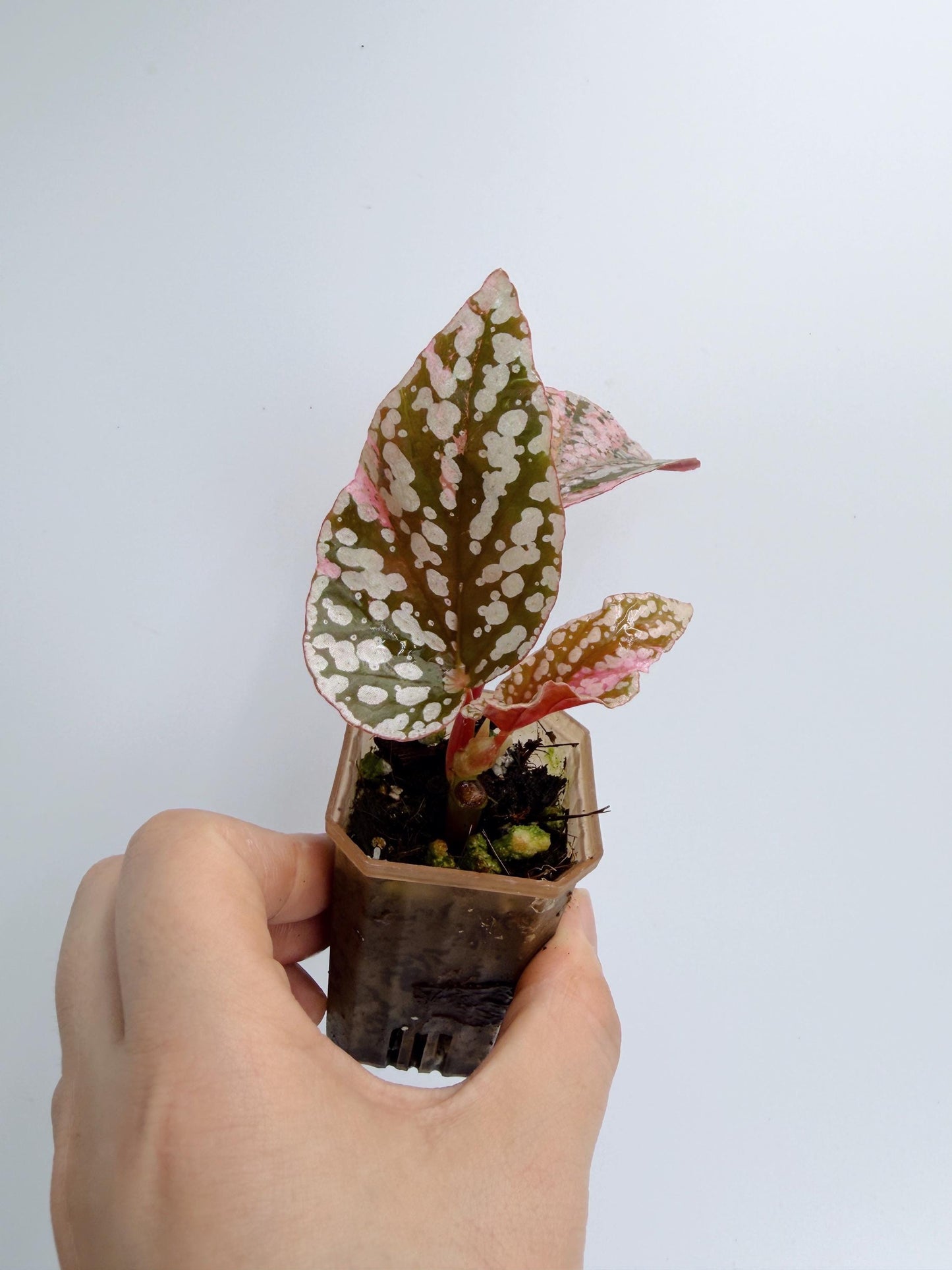 Begonia Snow Capped Variegated