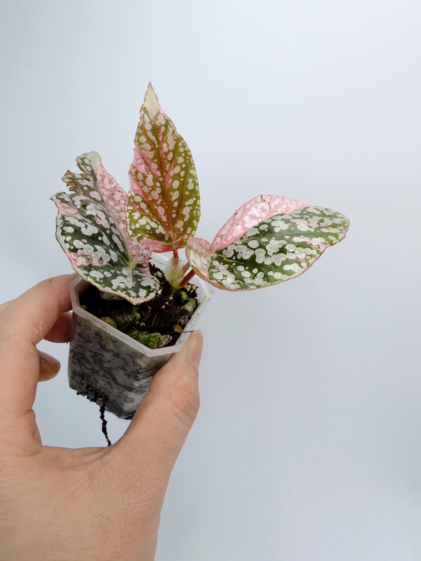 Begonia Snow Capped Variegated