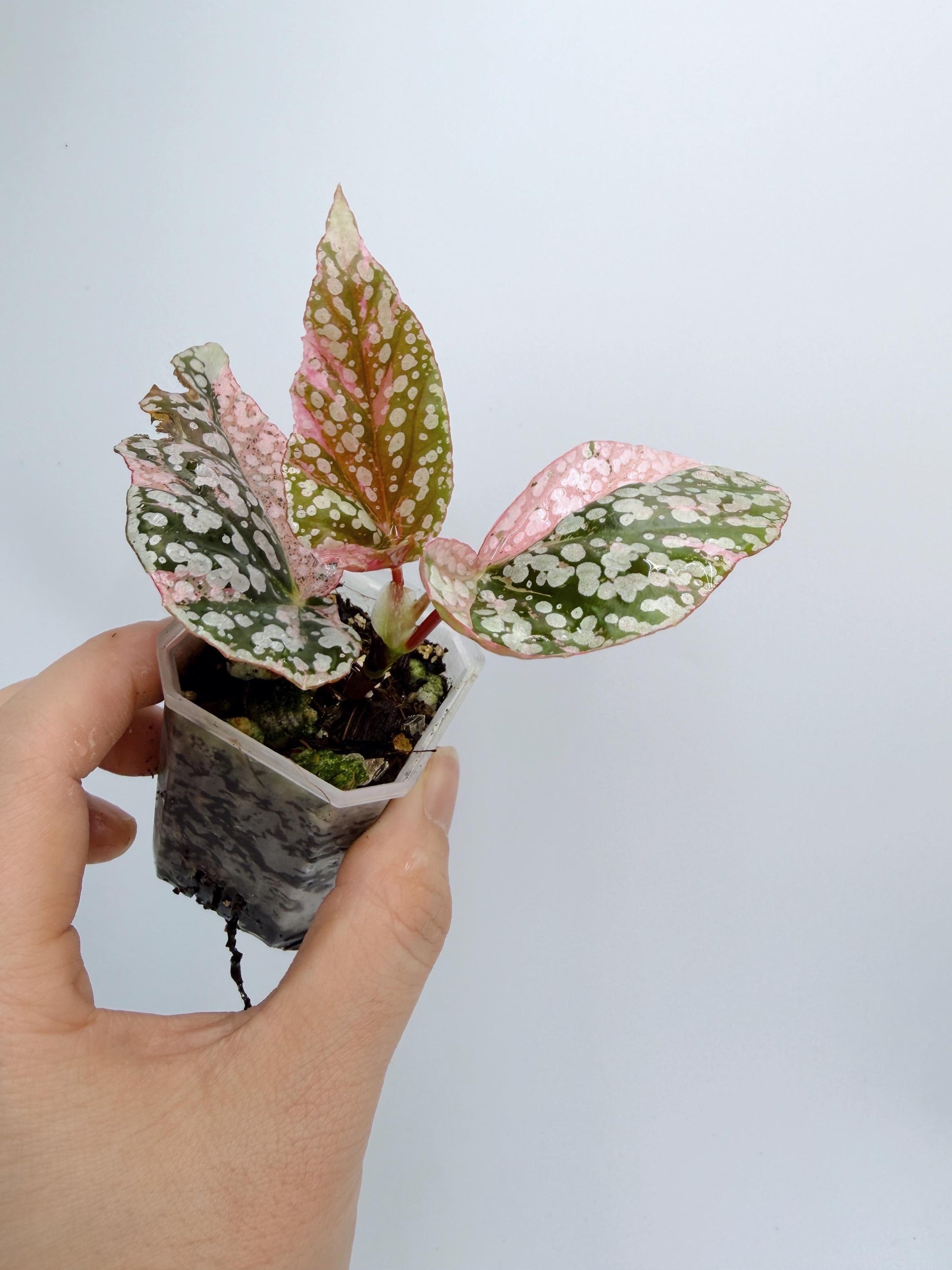 Begonia Snow Capped Variegated