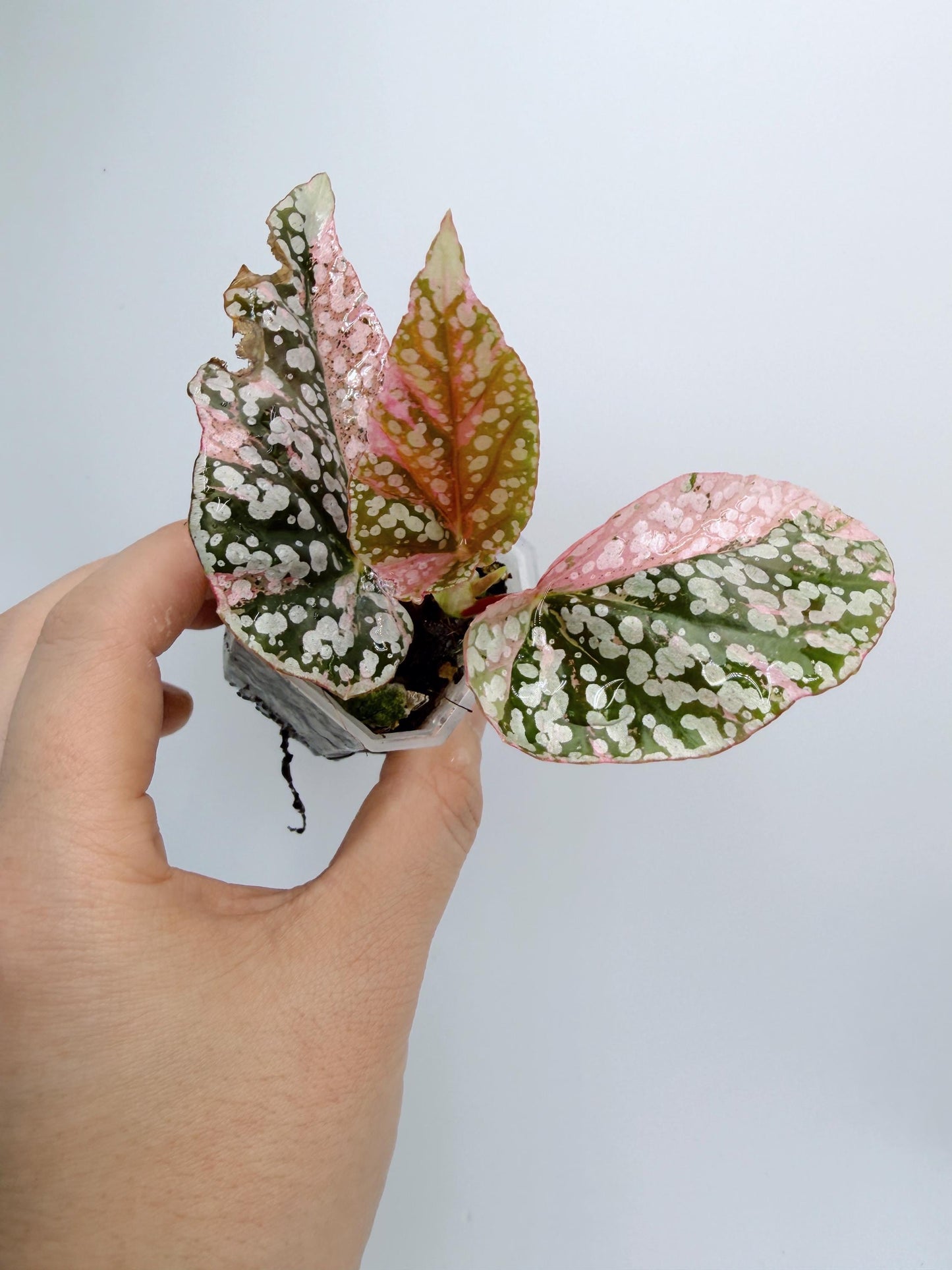 Begonia Snow Capped Variegated