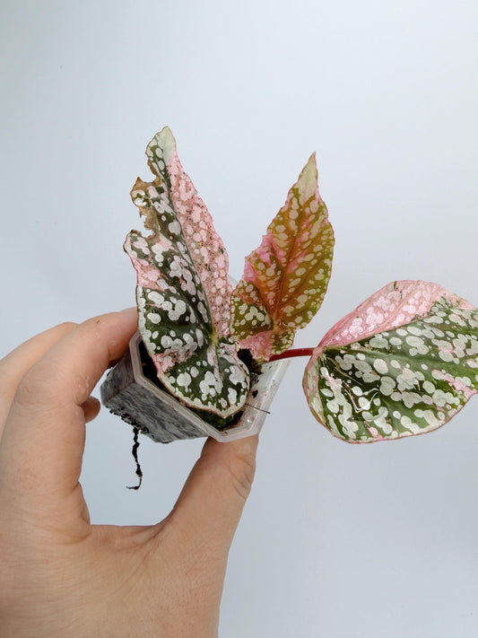 Begonia Snow Capped Variegated