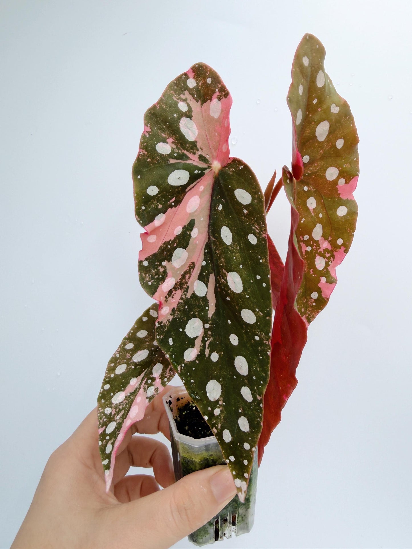 Begonia Maculata Pink Variegated