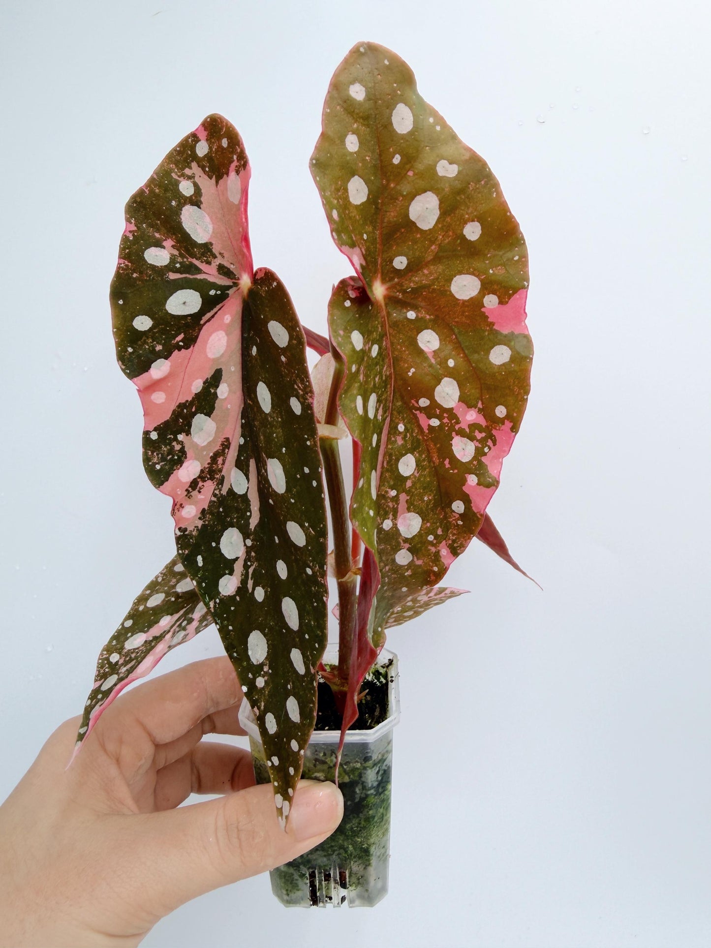 Begonia Maculata Pink Variegated