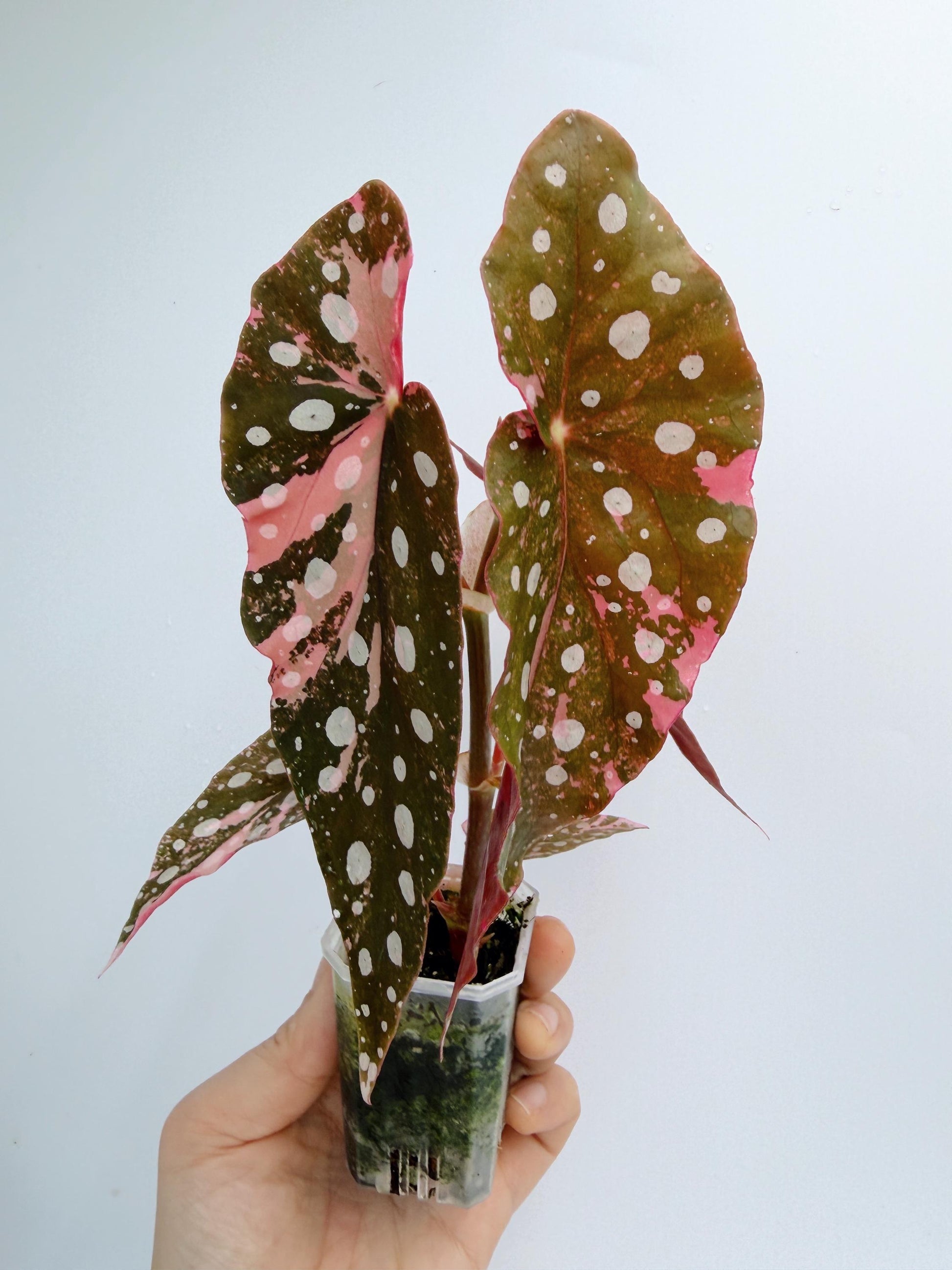 Begonia Maculata Pink Variegated